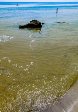 (Nodularia spumigena), ekolojik felaket, Karadeniz 'de mavi-yeşil zehirli bir alg filizlenmesi