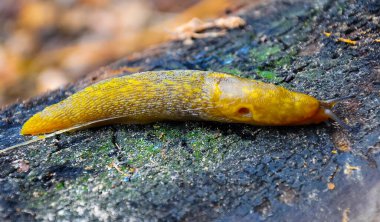 Sarı kaygan bir sümüklüböcek yerde sürünüyor. Tarım haşeresi