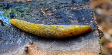 Sarı kaygan bir sümüklüböcek yerde sürünüyor. Tarım haşeresi