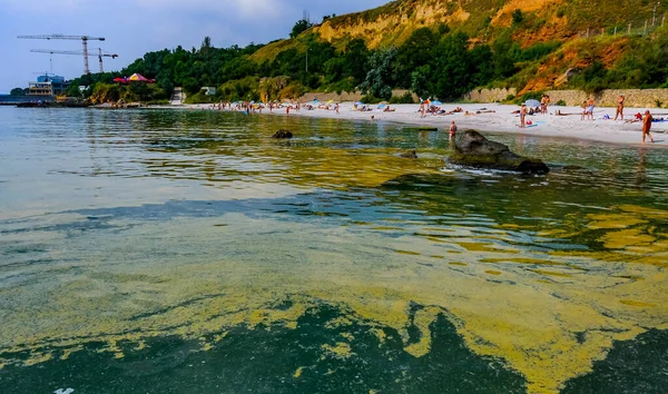 (Nodularia spumigena), ekolojik felaket, Karadeniz 'de mavi-yeşil zehirli bir alg filizlenmesi
