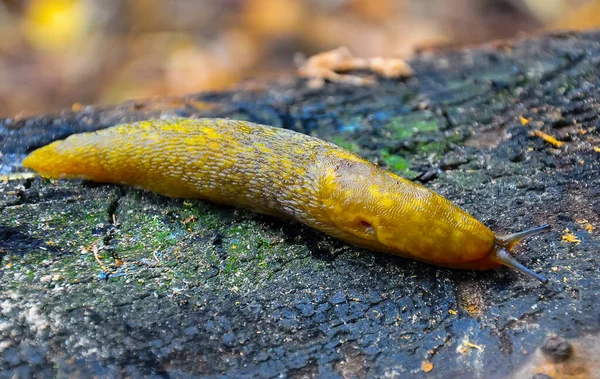 Uma Lesma Escorregadia Amarela Rasteja Pelo Chão Peste Agrícola — Fotografia de Stock