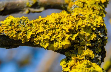 Yaşlı bir ağacın gövdesinde sarı liken, mantar ve alglerin ortak yaşamı.