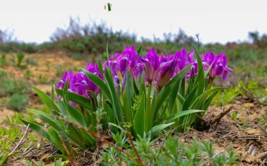 Nesli tükenmekte olan bozkır bitkisi pigme iris ya da cüce iris (Iris pumila), Ukrayna 'nın Kırmızı Kitabı