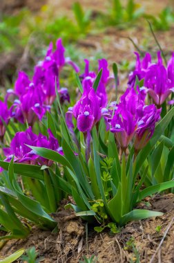 Nesli tükenmekte olan bozkır bitkisi pigme iris ya da cüce iris (Iris pumila), Ukrayna 'nın Kırmızı Kitabı