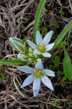 (Ornithogalum fimbriatum, Asparagaceae, Ukrayna 'nın Kırmızı Kitabı' nda baharın başlarında çiçek açan nadir bir bitki.