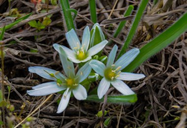 (Ornithogalum fimbriatum, Asparagaceae, Ukrayna 'nın Kırmızı Kitabı' nda baharın başlarında çiçek açan nadir bir bitki.