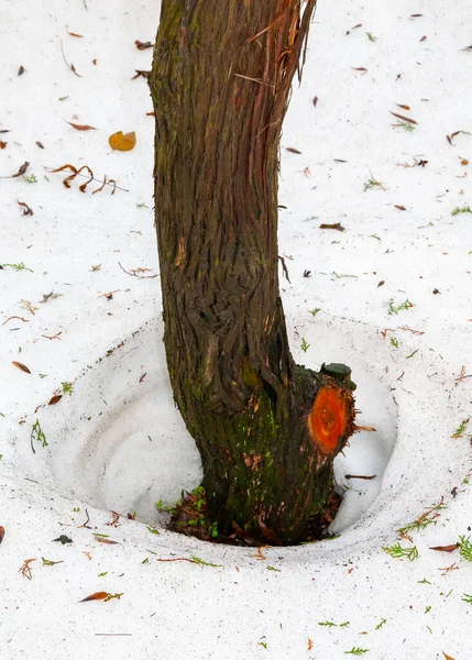Schnee Schmilzt Frühling Bäume Hitze Vom Baum — Stockfoto