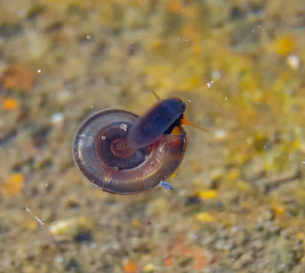鸭绿湖清水中一种爬行在水面水膜上的蜗牛 水肺扁平软体动物 Planorbis Planorbis — 图库照片
