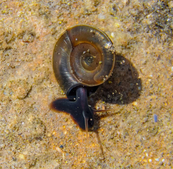 Moluscos Gasterópodos Pulmonados Acuáticos Planorbis Planorbis Caracol Arrastrándose Sobre Una — Foto de Stock