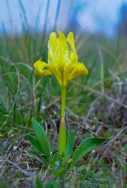Iris Roślina Żółte Kwiaty Dzikich Roślin Zboczach Jalpugu Jak Ukraina — Zdjęcie stockowe