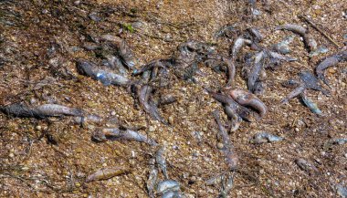 Rezervuarın eritilmesi, gobilerin ve diğer balıkların Tiligul nehrinde öldürülmesi. Su çiçeği, çevresel sorun