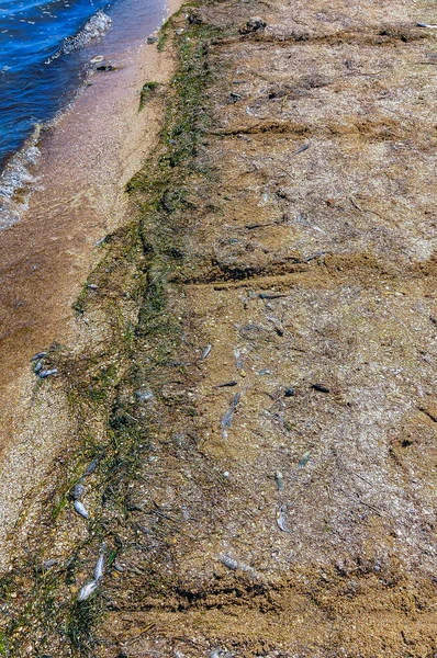 Eutrophisation Réservoir Mort Gobies Autres Poissons Dans Estuaire Tiligul Floraison — Photo