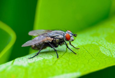 (Sarcophaga carnaria), büyük gri et yeşil yaprakta uçar.