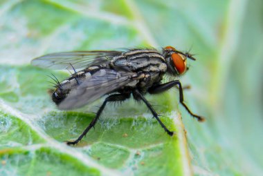 (Sarcophaga carnaria), büyük gri et yeşil yaprakta uçar.