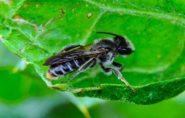 Megachile arıları (Megachilidae), yeşil yapraklı yalnız bir arı.