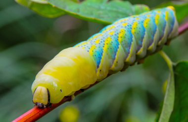 Afrika ölüm şahini (Acherontia atropos), bir gece kelebeği tırtılı bir bitkinin kırmızı sapında sürünür.