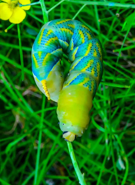 アフリカの死の頭のタカムシ Acherontia Atropos 緑の植物を這う黄緑色の夜行性の幼虫 — ストック写真