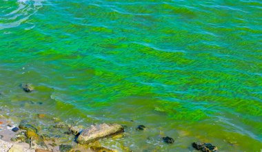 Blue-green algae bloom in the Dnieper-Bug estuary, eutrophication of water, Ukraine clipart