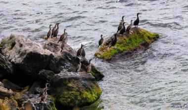 Büyük karabatak (Phalacrocorax carbo), kuşlar Karadeniz kıyısındaki beyaz dışkılarla kaplı kayaların üzerinde dinlenirler, Krimea