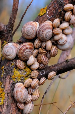 Eobania vermiculata (Helicidae), Kırım 'ın doğusunda yaz aylarında bitki dallarında uyuyan yumuşakçaların birikmesi.