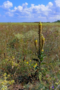 Kırım bozkırında sarı çiçekli Verbascum (mullein) bozkır bitkisi