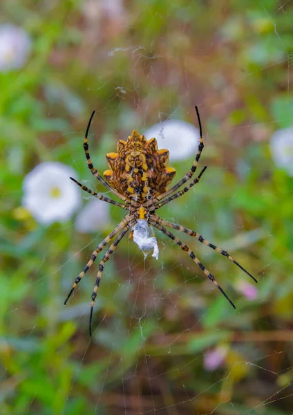 大型蜘蛛 Argiope Lobata Araneidae 在网上 Krimea — 图库照片