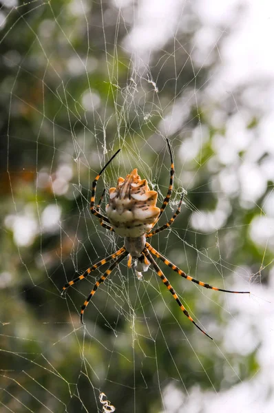 Huge Spider Argiope Lobata Araneidae Web Krimea — Stock Photo, Image