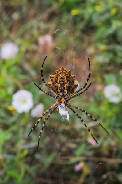 Hatalmas Pók Argiope Lobata Araneidae Weben Krimea — Stock Fotó
