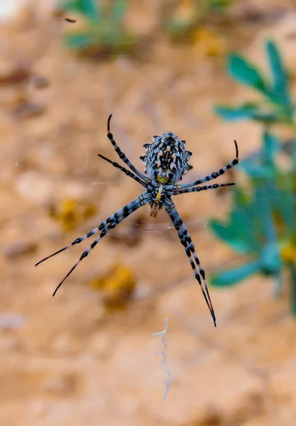 Obrovský Pavouk Argiope Lobata Araneidae Pavučině Krimea — Stock fotografie