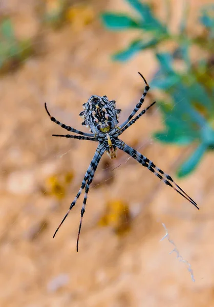 Araña Enorme Argiope Lobata Araneidae Tela Krimea — Foto de Stock