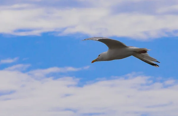 Fliegende Möwe Vor Blauem Himmel Mit Wolken — Stockfoto
