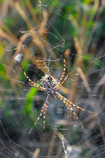 거미줄에 Argiope Lobata Araneidae Krimea — 스톡 사진