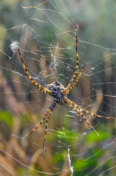 Τεράστια Αράχνη Argiope Lobata Araneidae Στο Διαδίκτυο Krimea — Φωτογραφία Αρχείου