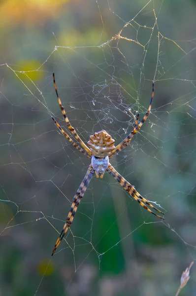 Große Spinne Argiope Lobata Araneidae Auf Einem Netz Krimea — Stockfoto