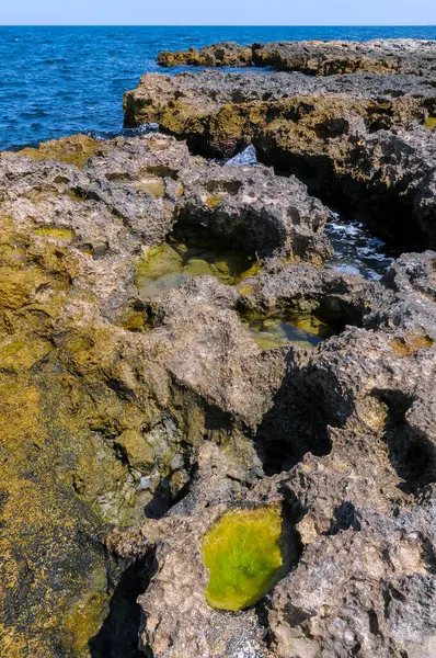 Algas Verdes Charcos Litorales Una Costa Rocosa Plana Este Crimea — Foto de Stock