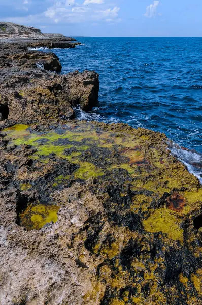 Grünalgen Küstenpfützen Einem Flachen Felsigen Ufer Osten Der Krim Schwarzes — Stockfoto