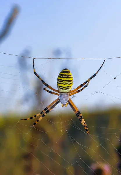Wespenspinne Argiope Bruennichi Eine Spinne Sitzt Auf Einem Runden Netz — Stockfoto