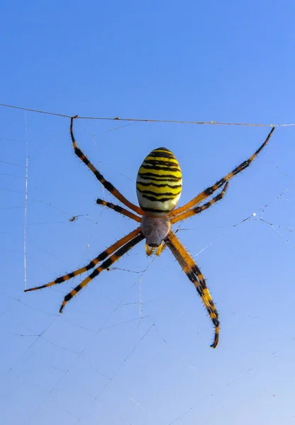 Eşekarısı Örümceği Argiope Bruennichi Kırım Doğusundaki Yuvarlak Ağda Yaşayan Bir — Stok fotoğraf