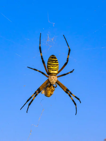乌贼蜘蛛 Argiope Bruennichi 一只蜘蛛栖息在克里米亚东部的一个圆形网络上 — 图库照片