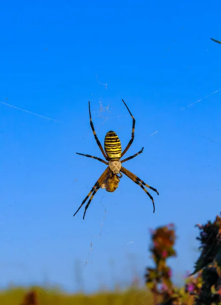 Eşekarısı Örümceği Argiope Bruennichi Kırım Doğusundaki Yuvarlak Ağda Yaşayan Bir — Stok fotoğraf