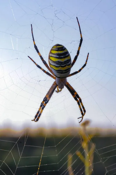 Wespenspinne Argiope Bruennichi Eine Spinne Sitzt Auf Einem Runden Netz — Stockfoto
