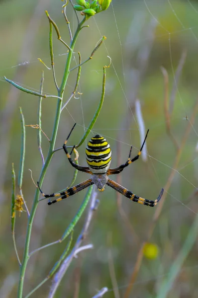 蜘蛛が丸い網の上に腰を下ろしていたワスプ アルジオペ ブルネニチ — ストック写真
