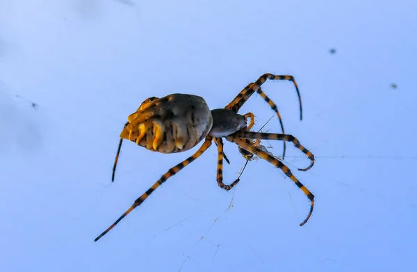 Araña Enorme Argiope Lobata Araneidae Tela Krimea —  Fotos de Stock