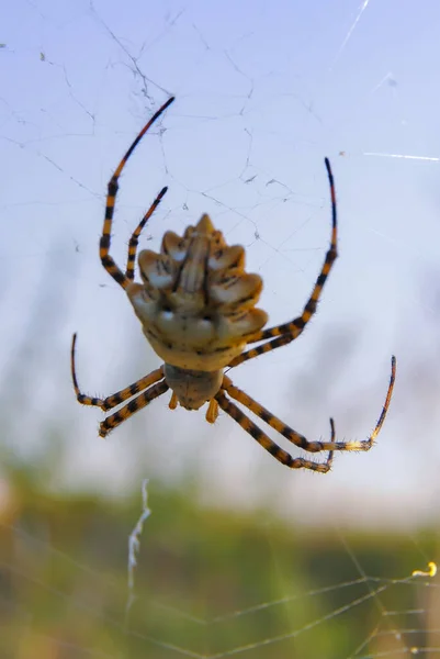 Τεράστια Αράχνη Argiope Lobata Araneidae Στο Διαδίκτυο Krimea — Φωτογραφία Αρχείου