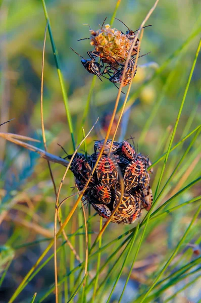 stock image Accumulation of herbivorous bugs on steppe plants, eastern Crimea