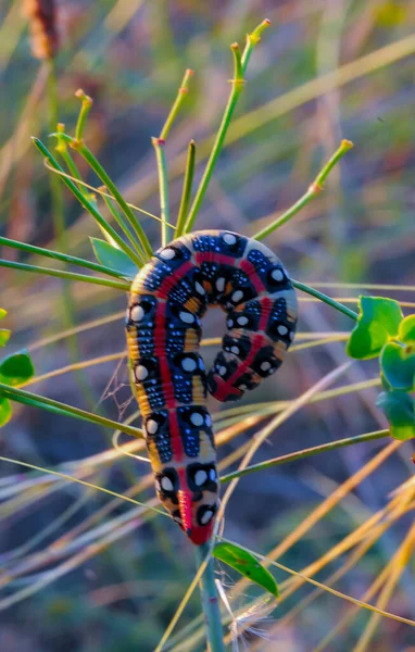 衝動鷹蛾 Hyles Euporbiae ナイトジャー蛾の冬虫夏草毒性ユーフォルビア植物を食べる — ストック写真