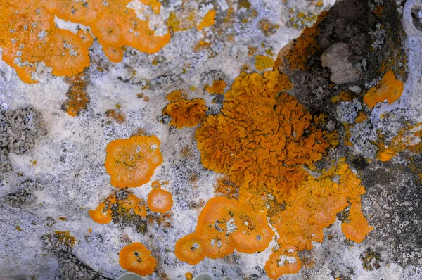 Líquenes Amarelos Cinzentos Rochas Costeiras Pedras Leste Crimeia — Fotografia de Stock