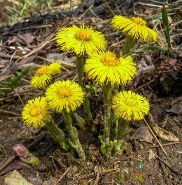 Coltsfoot (Tussilago farfara), ilkbaharın başlarında açan tıbbi bir bitki.