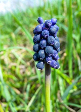 Üzüm sümbülü (Muscari sp. ), erken çiçek açan mavi çiçekli soğan bitkisi