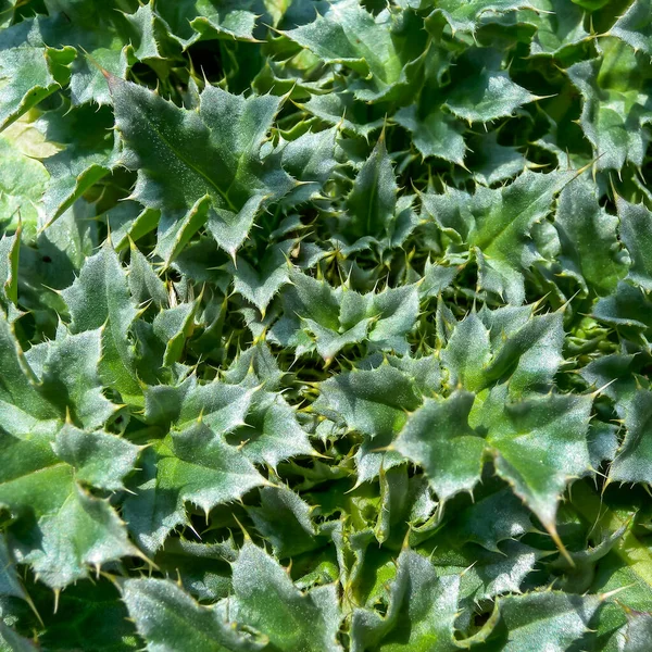 Rosette Mit Stacheligen Grünen Federlosen Disteln Carduus Blättern — Stockfoto
